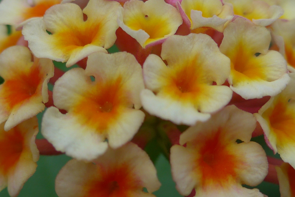 P1170361　ランタナ