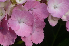 P1230610　公園のアジサイ