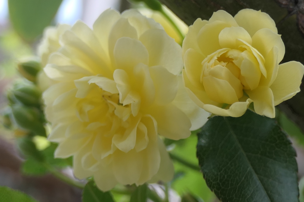 P1035556　初恋（花言葉）
