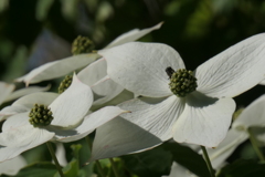 P1068538　ヤマボウシ