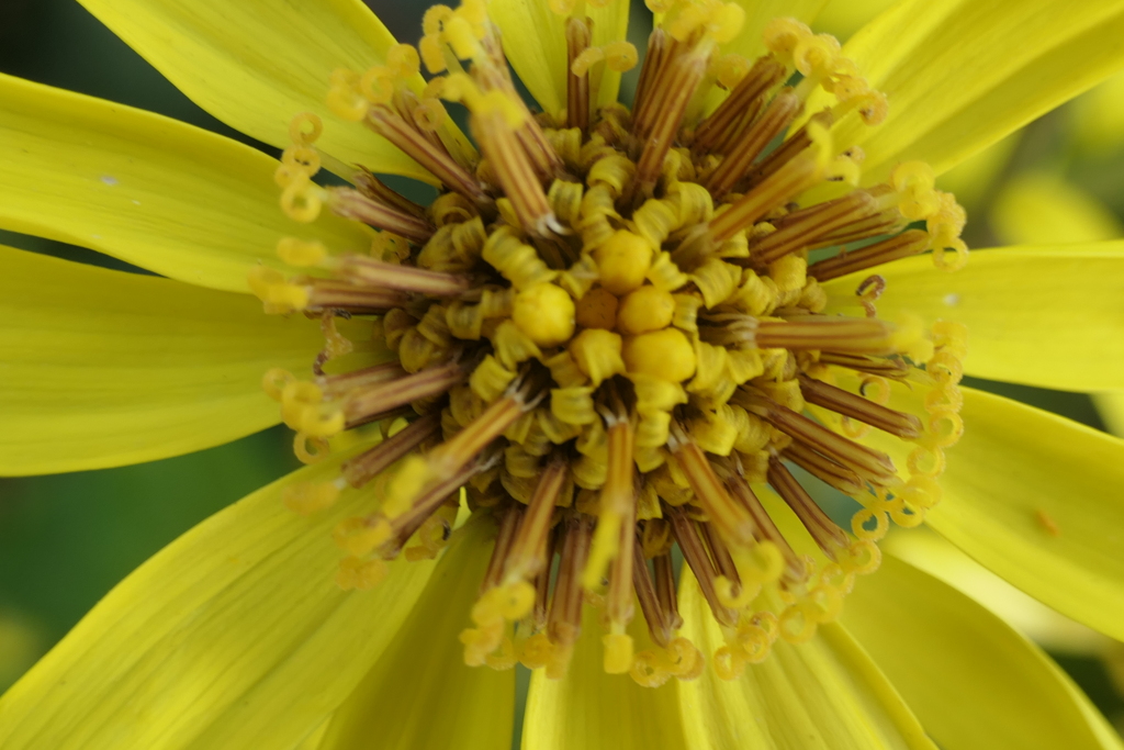 P1080932　ツワブキ