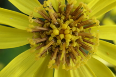 P1080932　ツワブキ