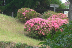 P1230267　公園のサツキ