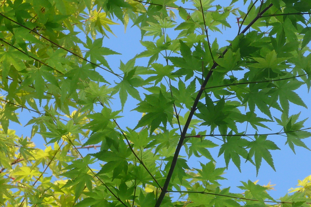 P1210627　新緑～♪