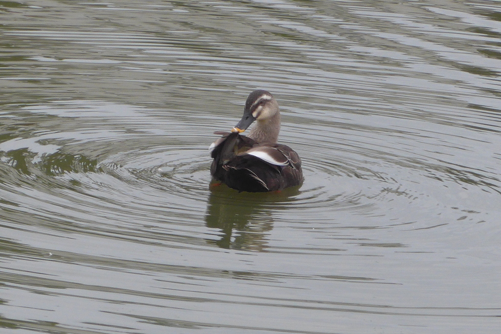 P1390182　カモさん