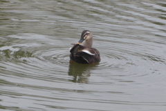 P1390182　カモさん