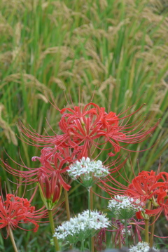 P1390054　彼岸花とニラの花
