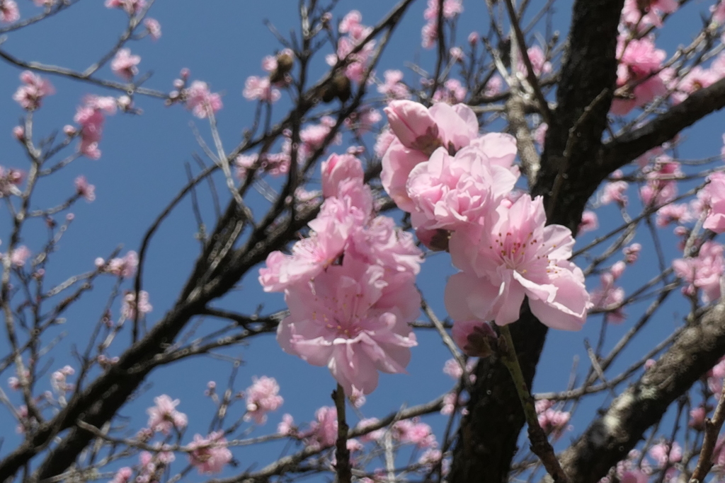 P1023500　花桃