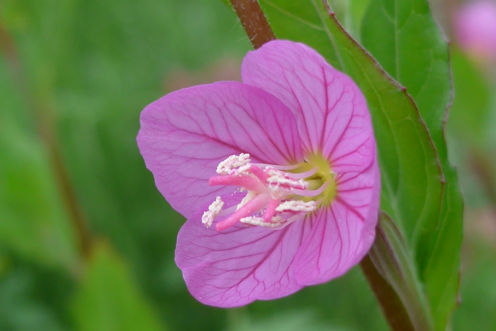 P1260843　路傍の花