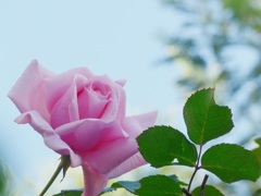 P1120570　華…