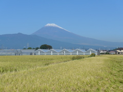 富士山と実り