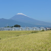 富士山と実り