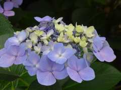 P1160639　あじさい