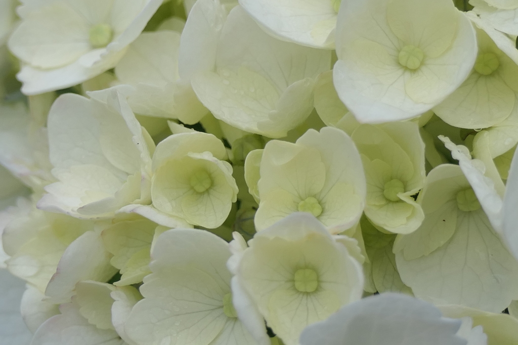 P1011972　アジサイ