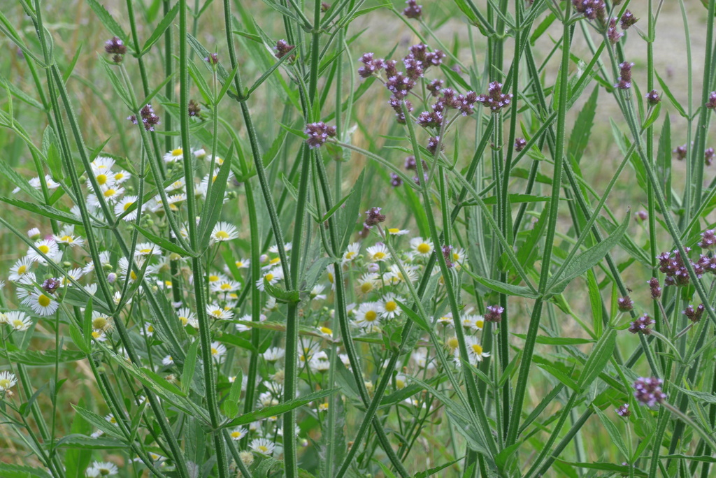 P1270743　野原に咲く