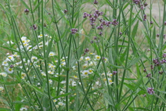 P1270743　野原に咲く