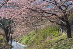 P1370565　河津桜