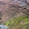 P1370565　河津桜