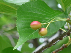 P1150838　さくらんぼ