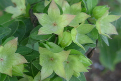 P1390189　花が終わって