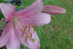 P1100367　雨上がりに