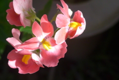 P1160556　ネメシア