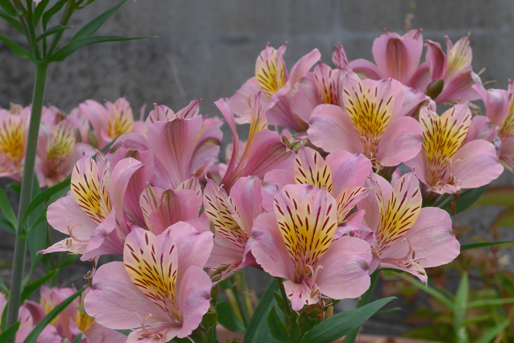 P1230097　アルストロメリア