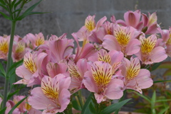 P1230097　アルストロメリア