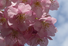 P1370607　河津桜