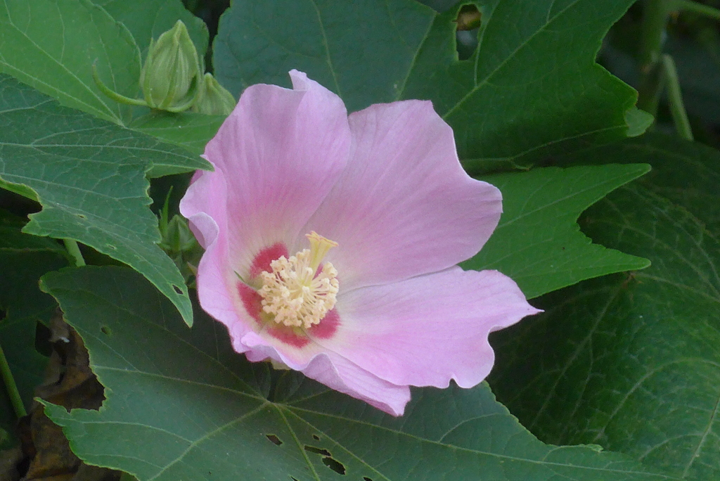 P1360417　芙蓉