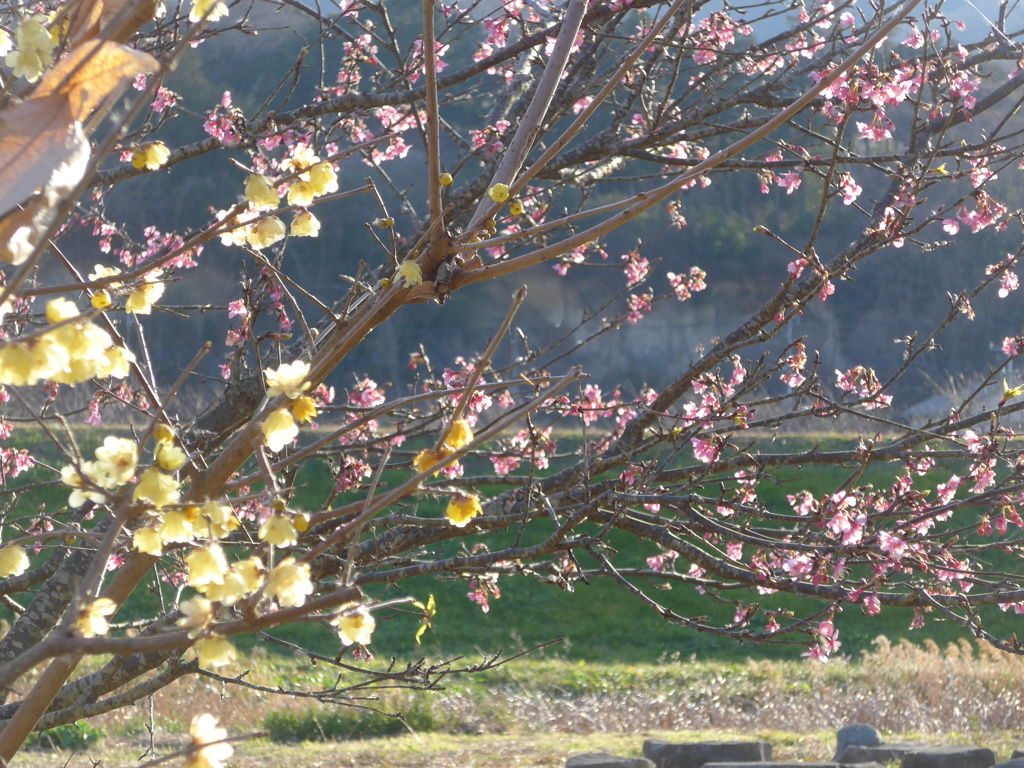 冬の桜と蝋梅