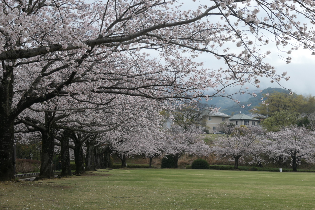 P1057901　桜咲く公園