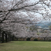P1057901　桜咲く公園