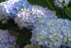 P1270370　朝の木漏れ日に…♪