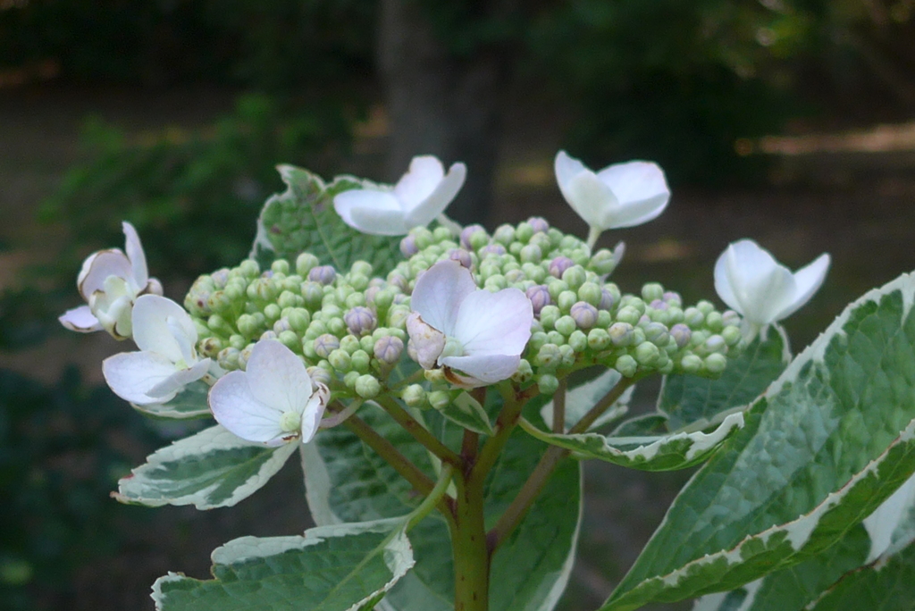 P1270464　いつもの公園で