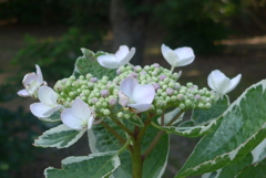 P1270464　いつもの公園で