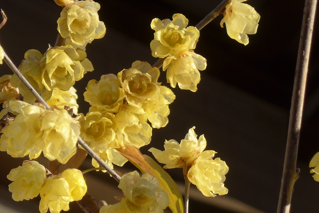 P1390413　ロウバイ