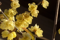 P1390413　ロウバイ