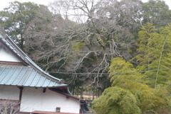 P1370671　樹と竹