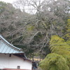 P1370671　樹と竹