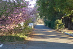P1140011　朝日射す散歩道。