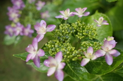 R0352372　少女の踊り