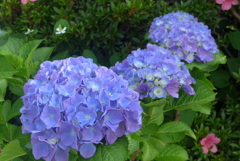 P1270496　いつもの公園で