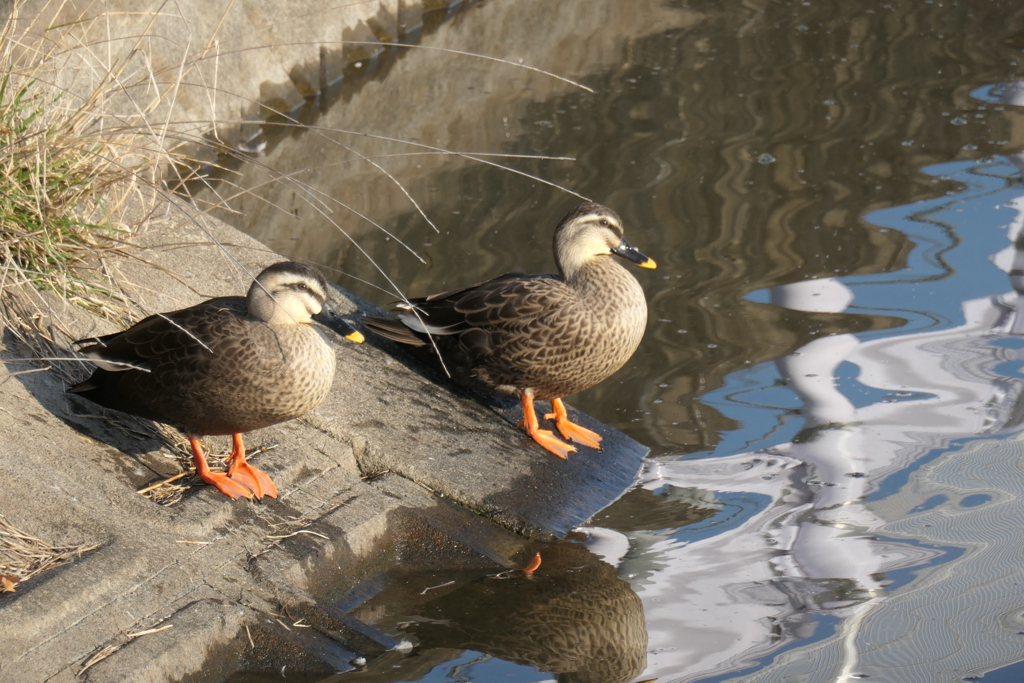 P1000164　日向ぼっこ