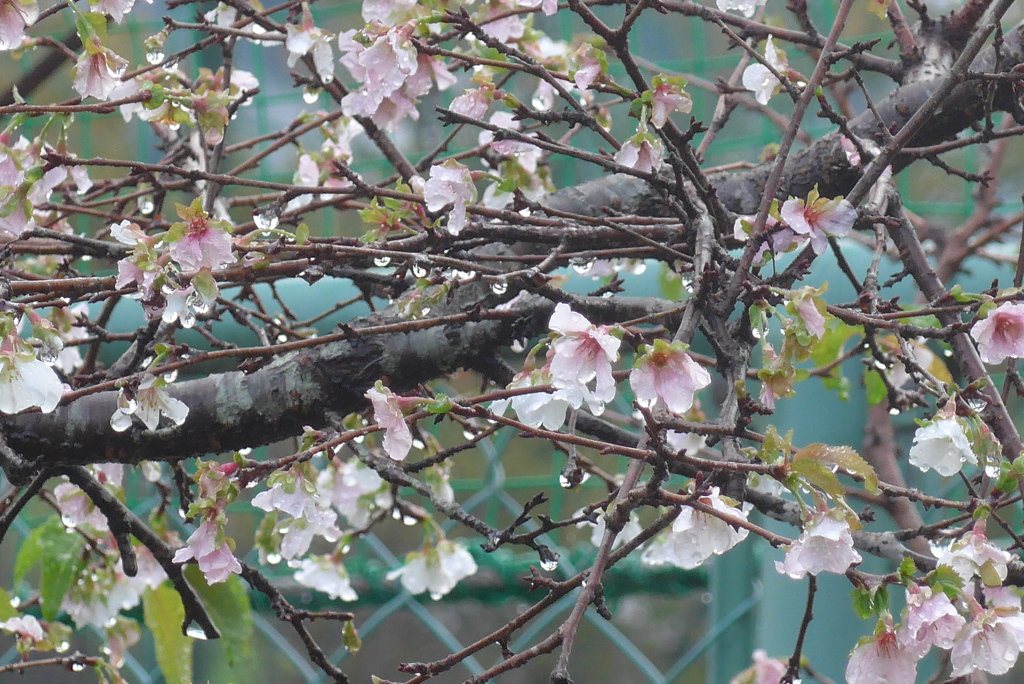 P1340248　秋の雨と秋の桜