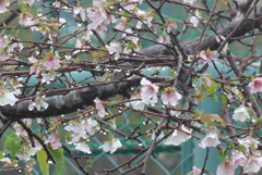 P1340248　秋の雨と秋の桜