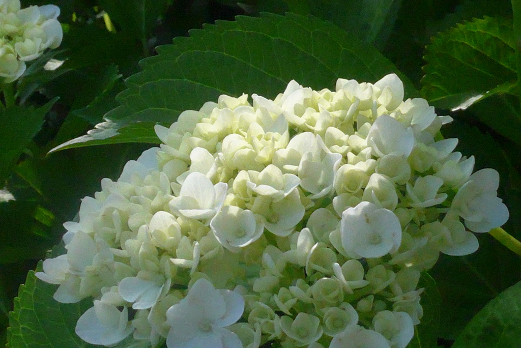 P1220907　白いアジサイ