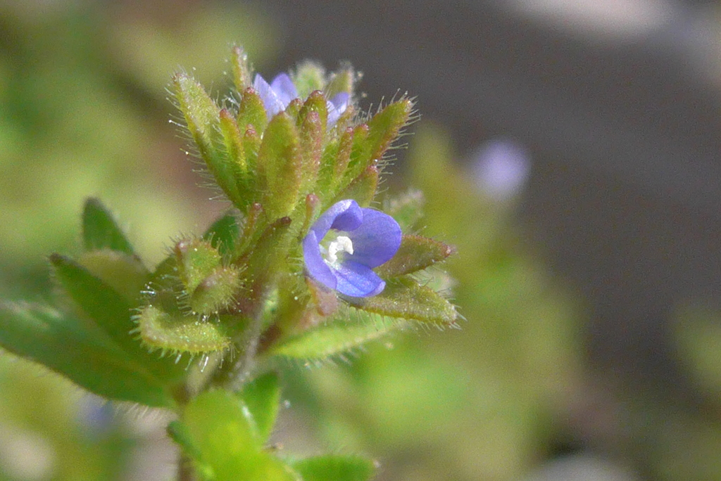 P1290865　ちっちゃなちっちゃなお花