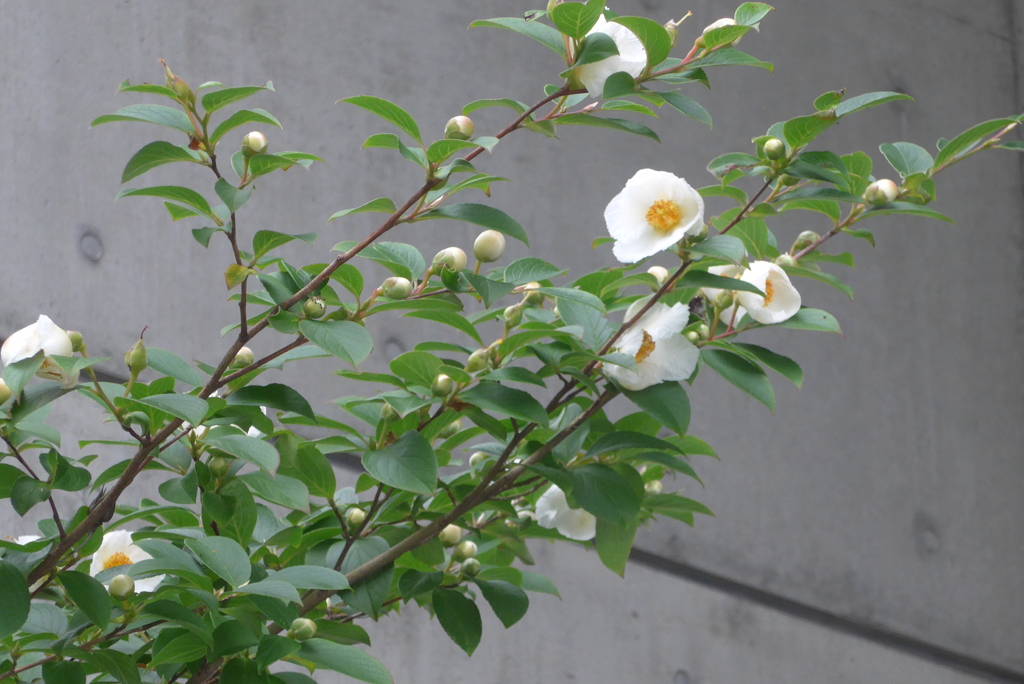P1360173　夏椿
