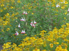 P1120045　お花畑で…♪